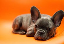 races de chien qui sont les plus inactives