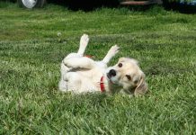 races de chien qui sont incontrôlables 