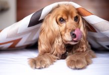 races de chien qui ne se laissent pas diriger