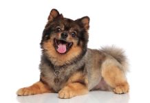 races de chien qui ont du mal à se contenir