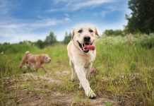 races de chien qui ne sont pas craintives
