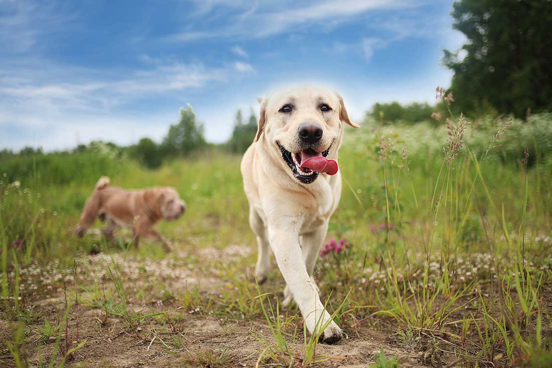 races de chien qui ne sont pas craintives