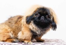 races de chien qui n’ont pas peur du conflit