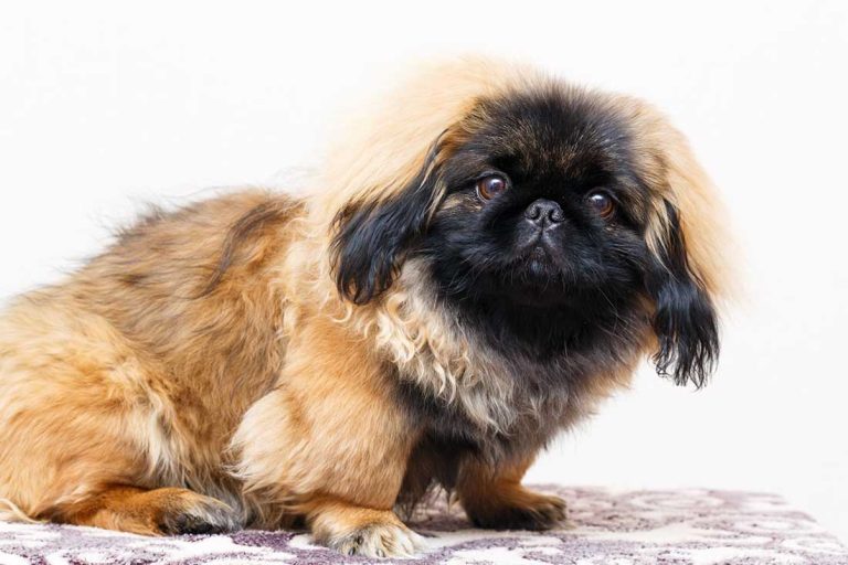 5 races de chien qui n’ont pas peur du conflit