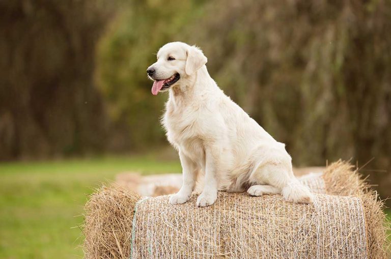 Voici les 9 races de chien qui sont les plus perspicaces