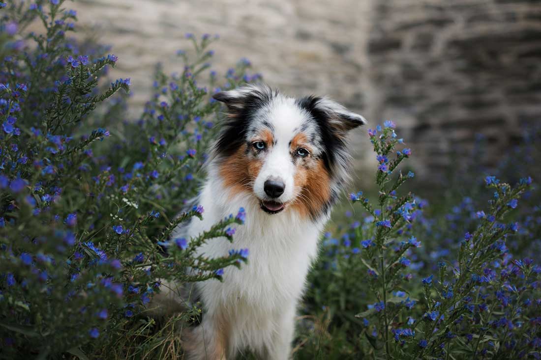 races de chien qui sont des phénomènes de mode