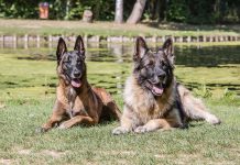 races de chien qui sont les plus braves