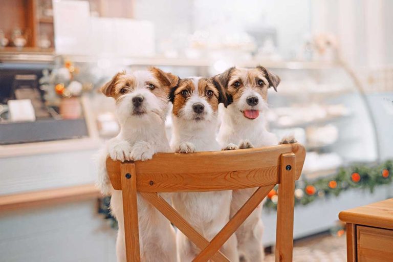 6 races de chien qui sont les plus fougueuses