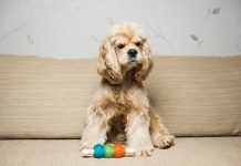 races de chien les plus insoumises