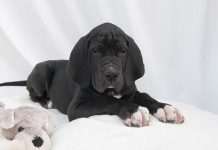 races de chien qui sont les plus puissantes