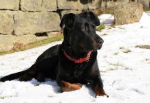 races de chien les plus solides