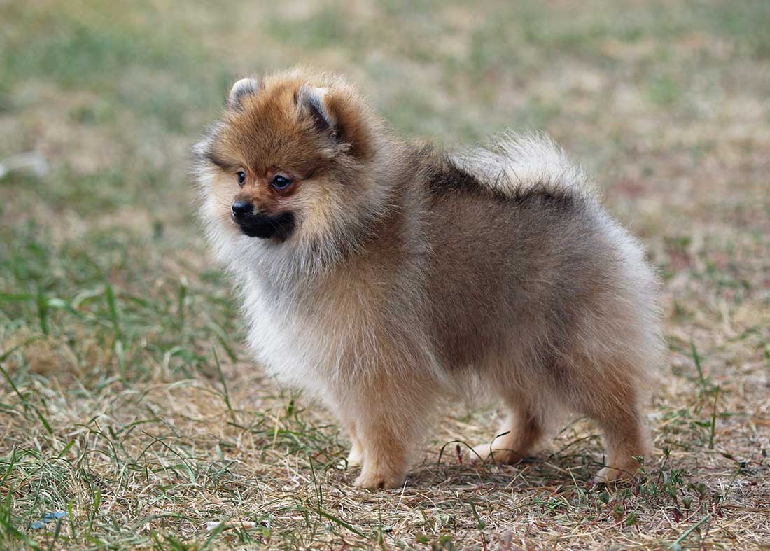 races de chien qui sont les plus speed