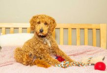 races de chien qui sont les plus prévenantes
