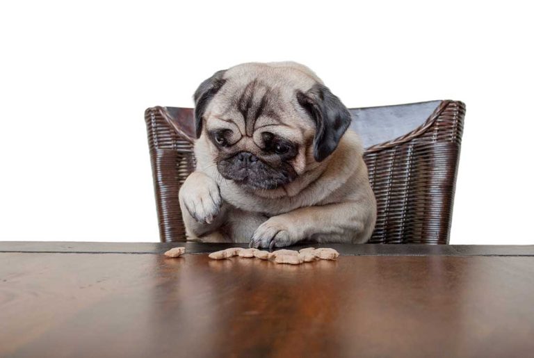 Voici les races de chien qui supportent bien l’enfermement 