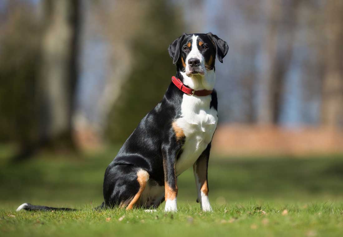 races de chien qui ne quittent pas leur maître