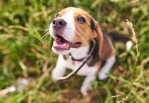 races de chien qui sont les plus remuantes