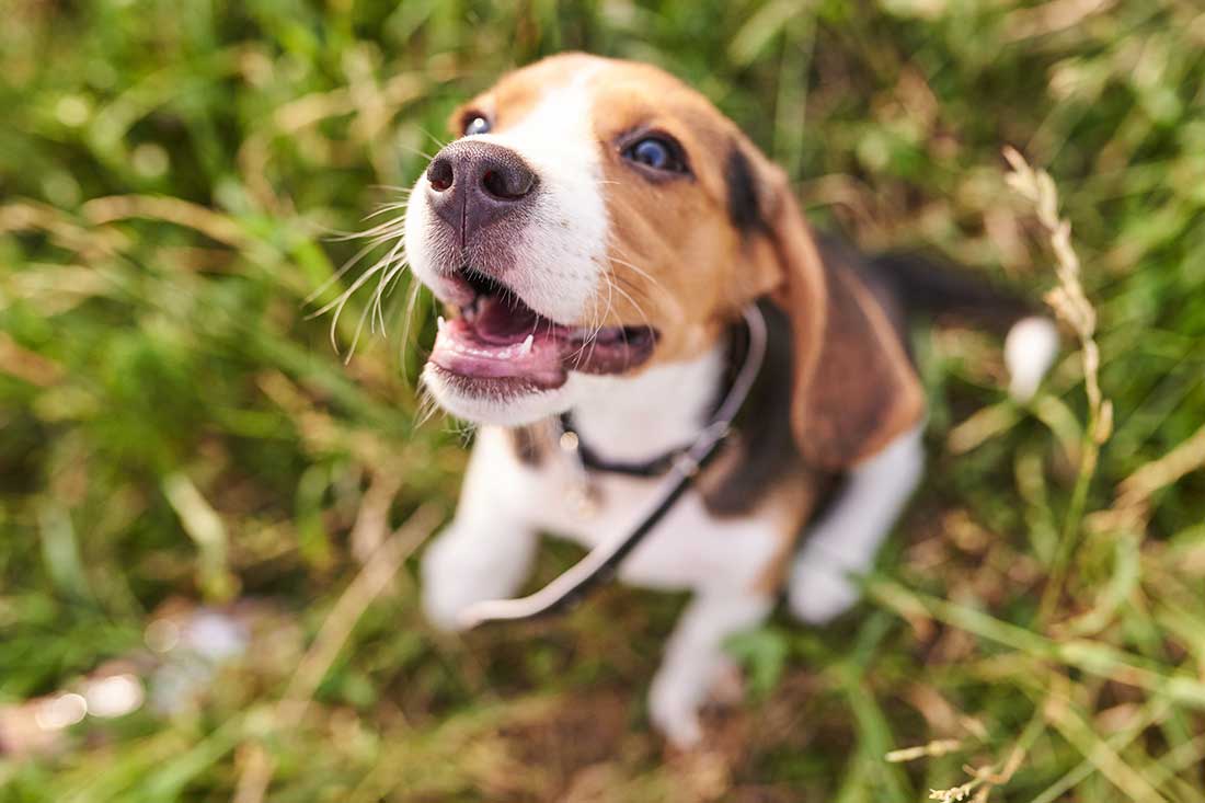 races de chien qui sont les plus remuantes