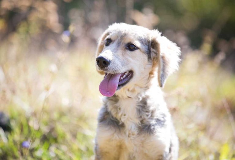 5 races de chien qui restent en retrait 