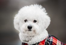 races de chien restent mêmes malgré années