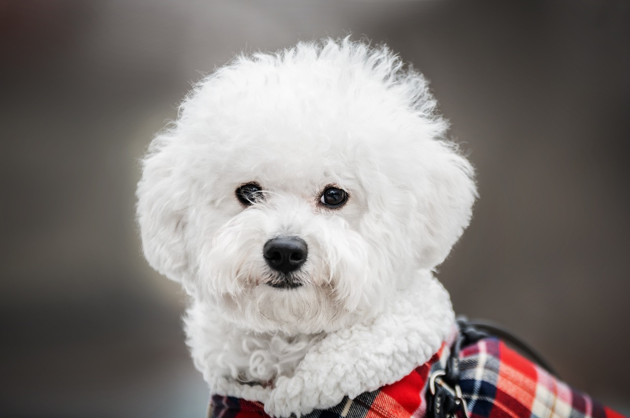 races de chien restent mêmes malgré années