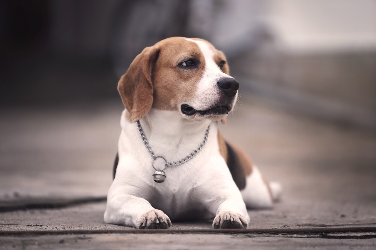 races de chien qui vont s’adoucir avec le temps