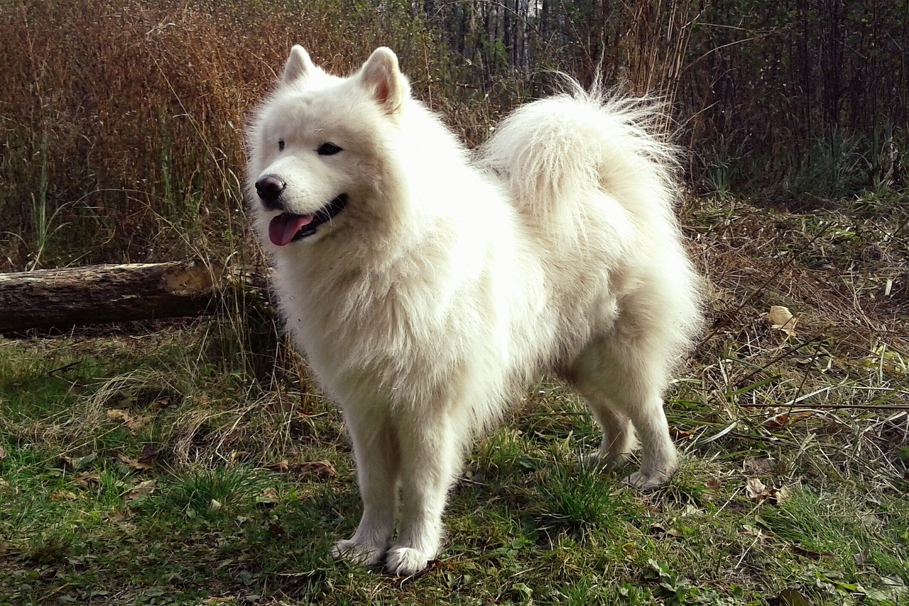 races de chien qui ne s’arrêtent jamais