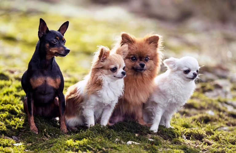 races de chien qui aiment se mettre en avant