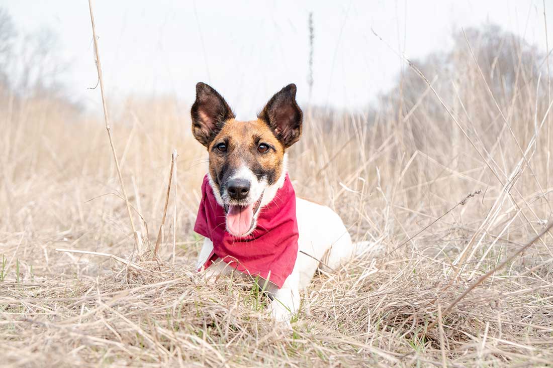 races de chien qui ne se reposent jamais