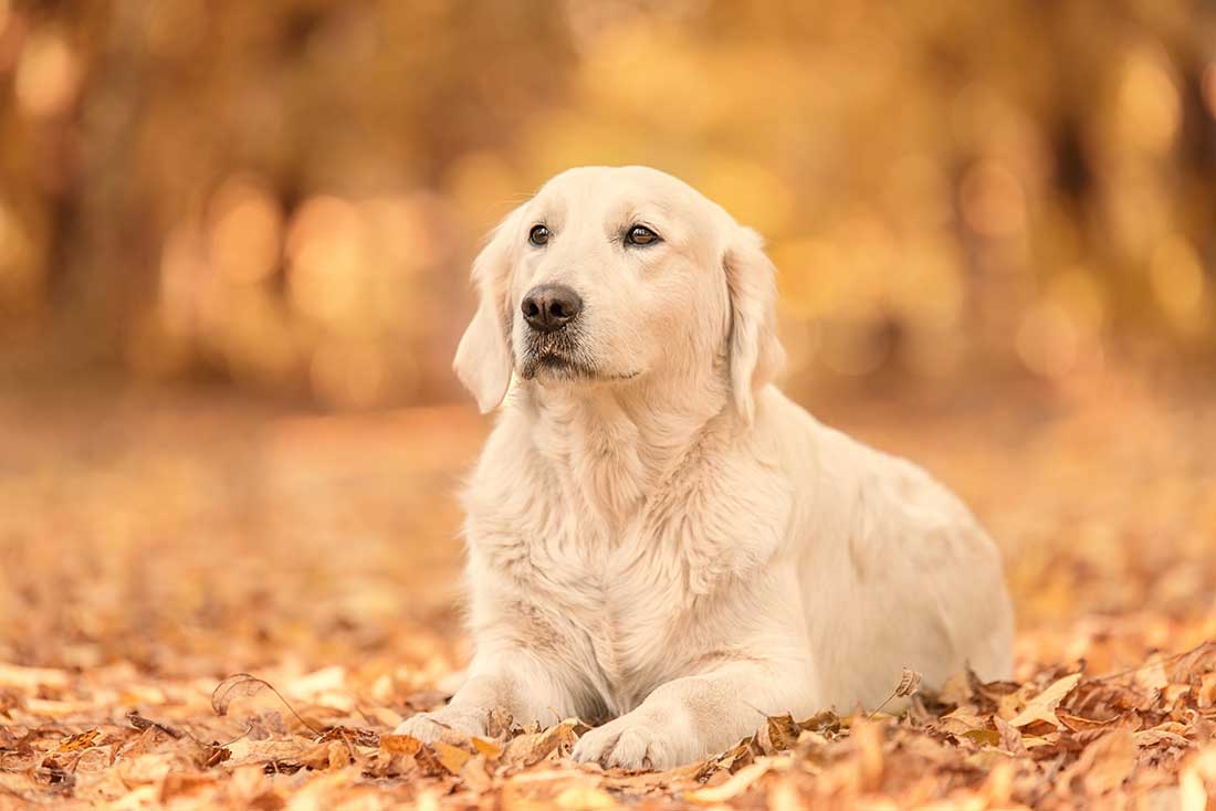 races de chien qui sont solidaires de leur maître