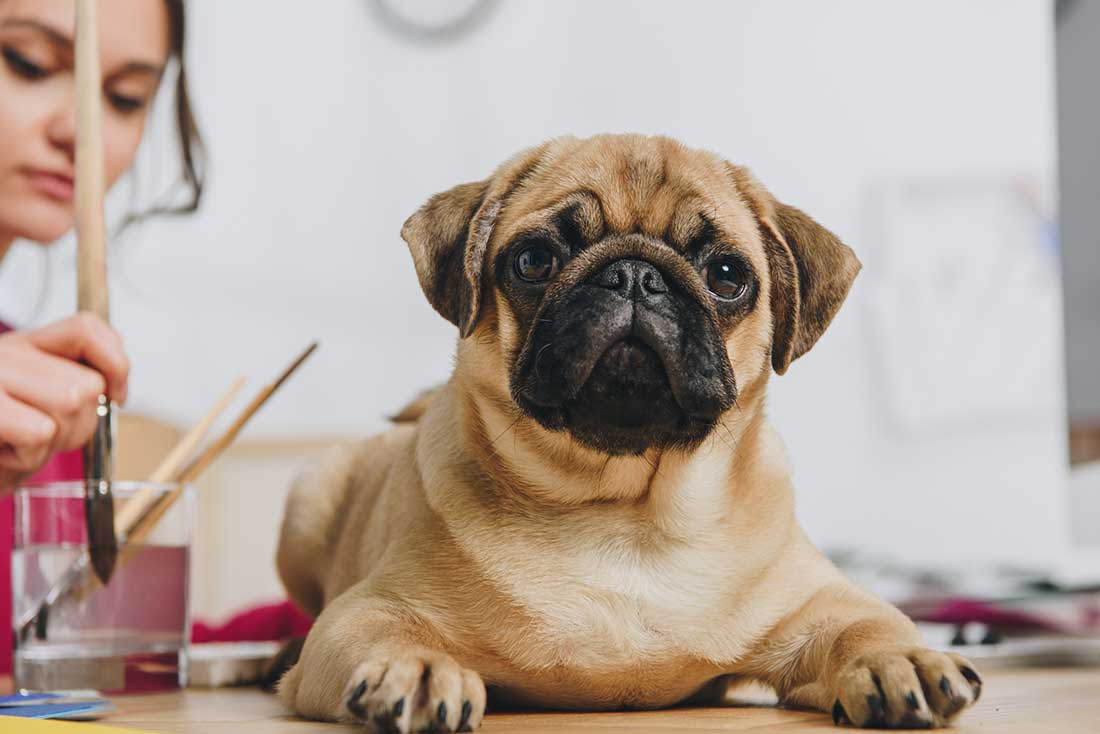 races de chien qui vous sollicitent le plus