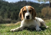 races de chien sur les nerfs