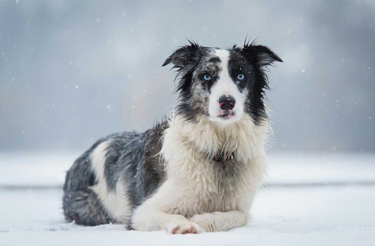 5 races de chien qui ne se tranquillisent pas avec l’âge