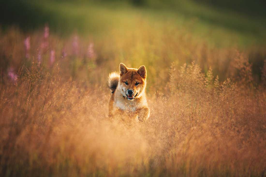 races de chien qui vont s’éloigner