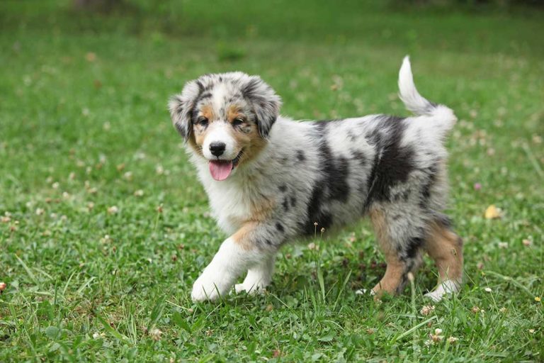 6 races de chien qui vont vous attendrir