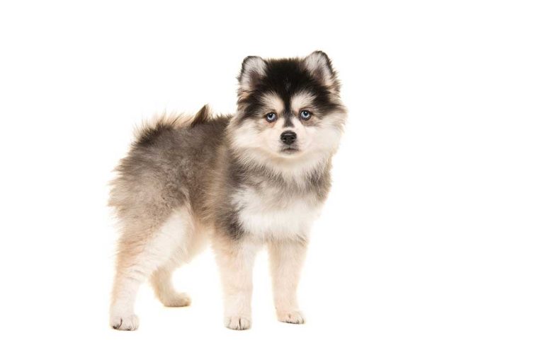 6 races de chien qui vont vous charmer