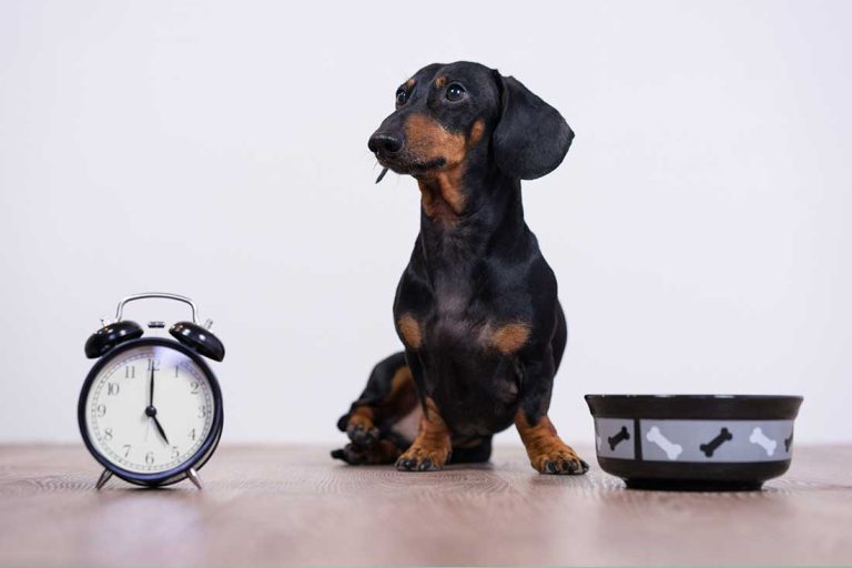 5 races de chien qui sont de vraies sangsues