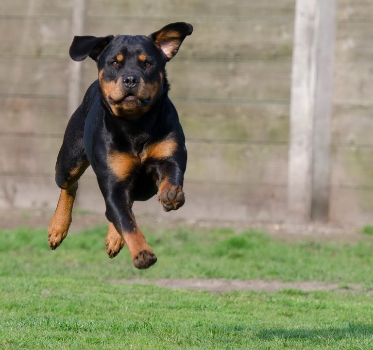 Les 5 fausses idées les plus répandues sur les rottweilers