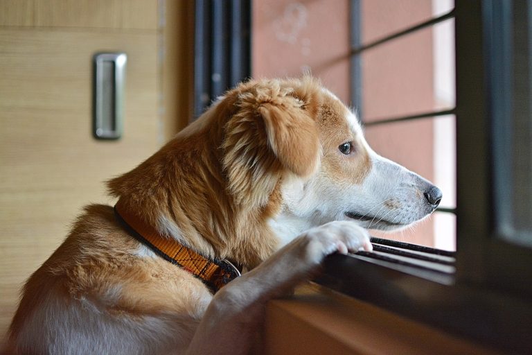 Voici 7 races de chien ne supportent pas du tout l’éloignement de leur maitre