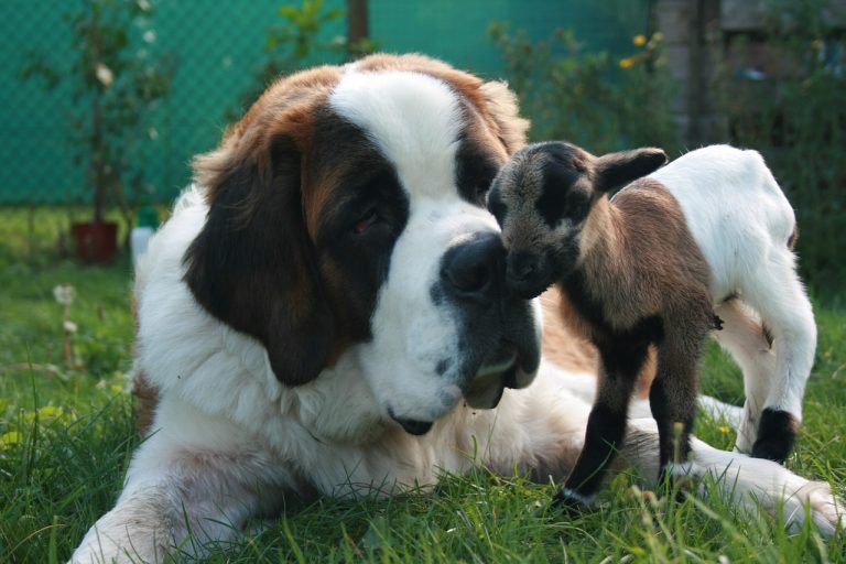 Un chien et une chèvre deviennent les meilleurs amis du monde dans un refuge pour animaux