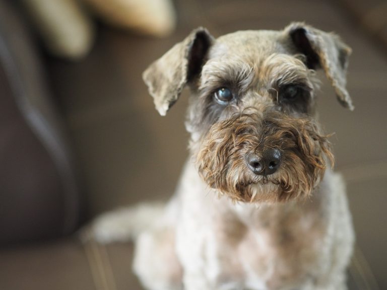 Le chien disparu d’une famille est euthanasié quelques heures seulement après son arrivée au refuge