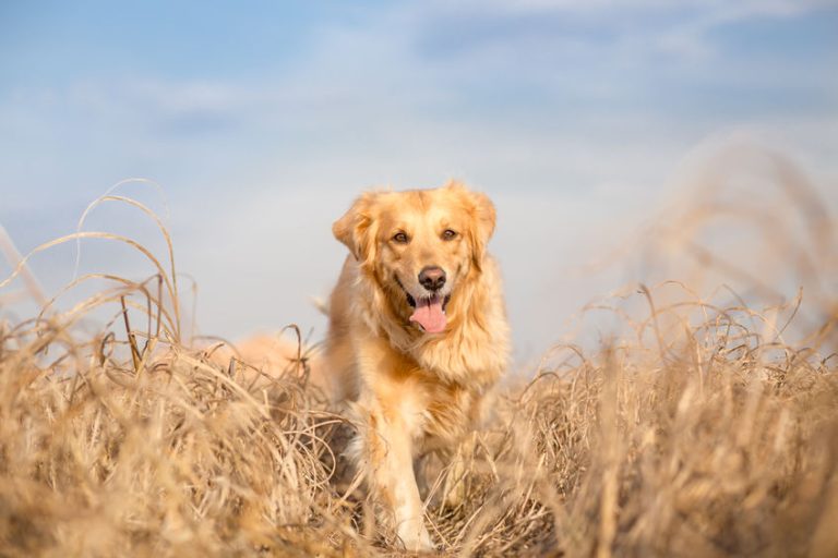 Friandises naturelles pour chien : Quels sont les bienfaits ?