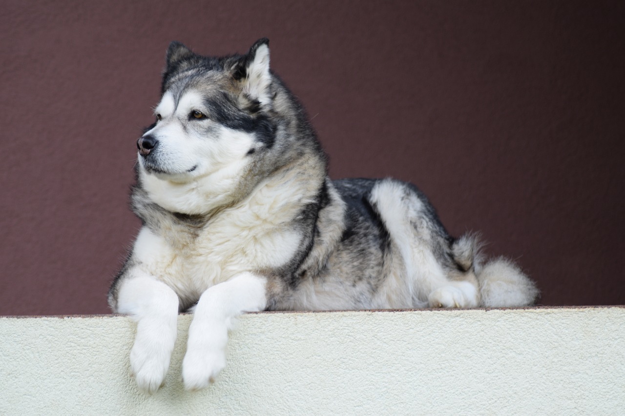 Malamute d’Alaska