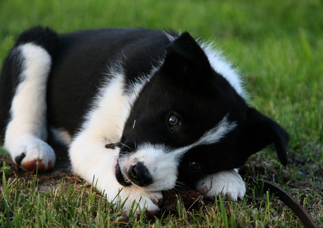 Chien d'ours de Carélie