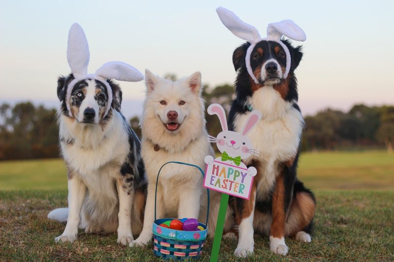 Comment assurer la sécurité de votre chien à Pâques