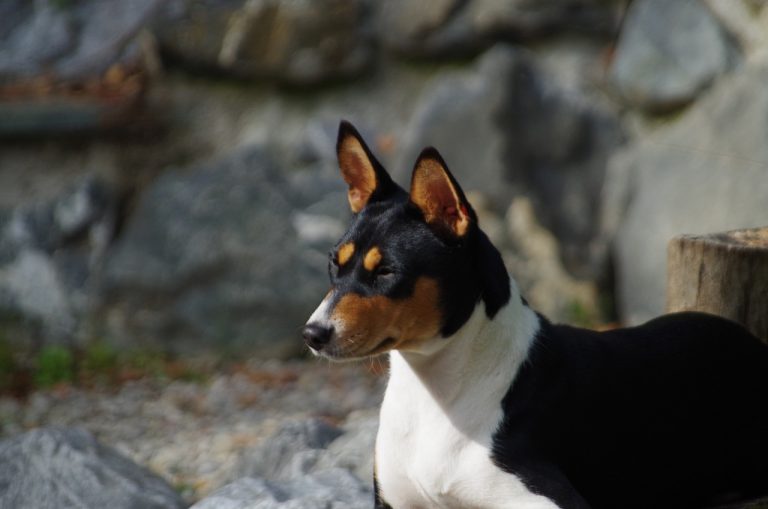 Les meilleures races de chiens pour le Sagittaire