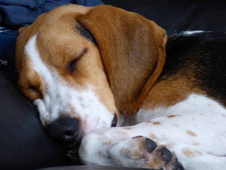 Ce que signifie la position de sommeil de votre chien
