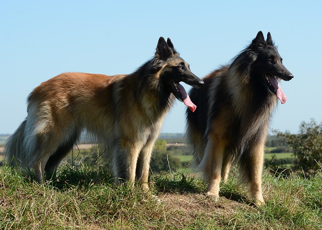 Tervuren belge