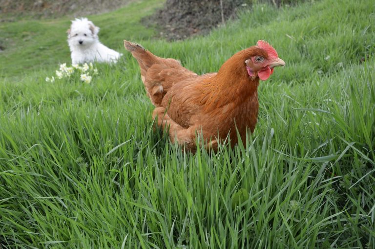 Les meilleurs chiens de garde pour les poules