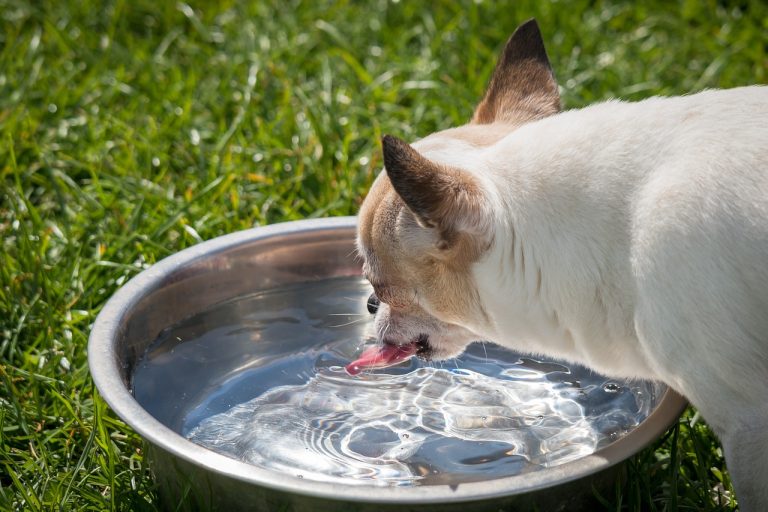 Comment garder votre chien hydraté