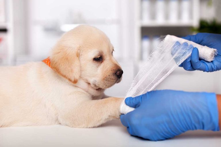Combien de temps prend la repousse des poils de mon chien après une opération ?